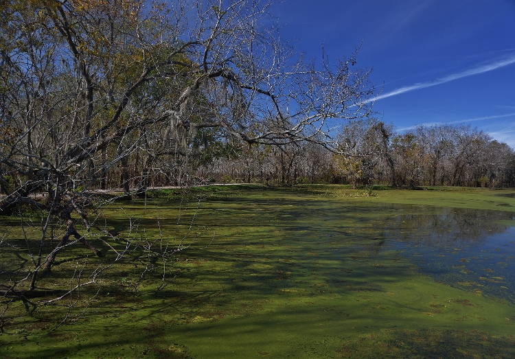 Brazos Bend State Park
